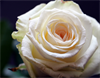 Trauer weiße Rose